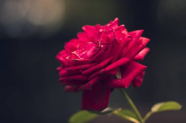 Yaz aylarında yeşil bir bahçede çim üzerinde kokulu kırmızı gül çiçeği