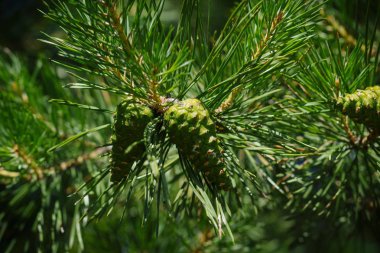 Yaz aylarında kozalaklı ahşap yeşil kokulu olgun sulu çam kozalağı