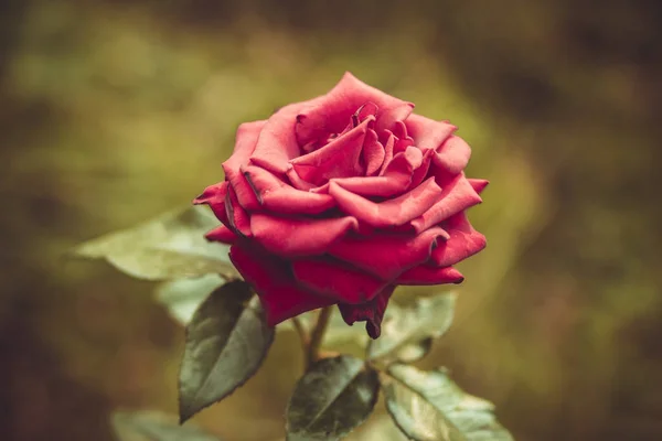 Fleur Rose Rouge Parfumée Sur Pelouse Dans Jardin Vert Été — Photo