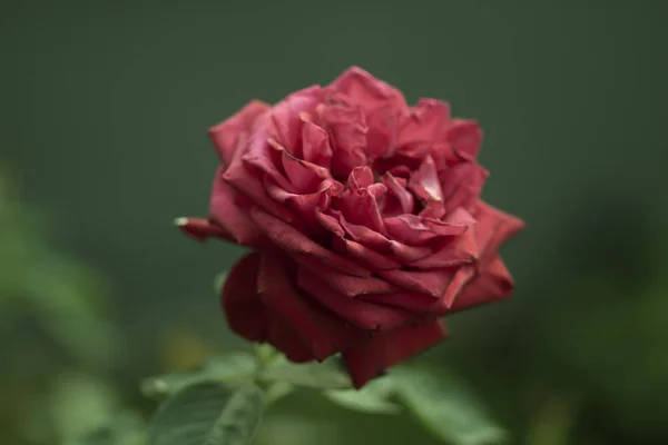 Fleur Rose Rouge Parfumée Sur Pelouse Dans Jardin Vert Été — Photo