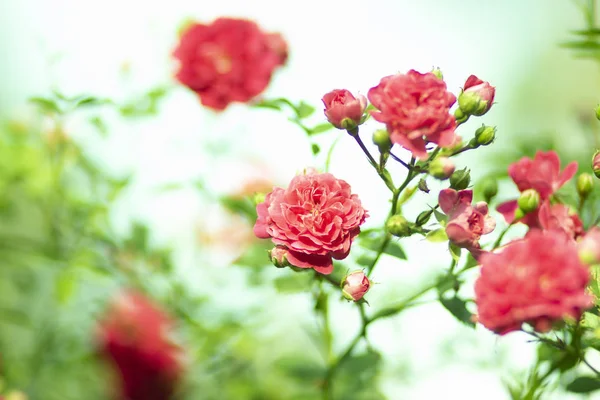 Flor Rosa Roja Fragante Césped Jardín Verde Verano — Foto de Stock