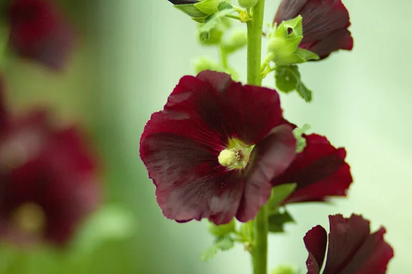 Flor Roja Fragante Campana Césped Jardín Verde Verano — Foto de Stock