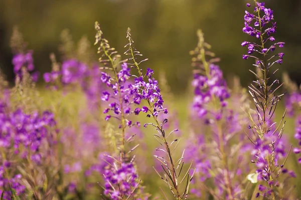 Purple Fragrant Flower Ivan Tea Russian Field Summer — Stock Photo, Image