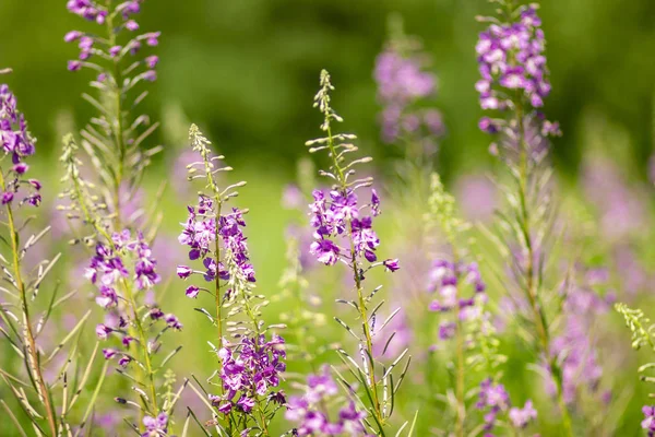 Yaz aylarında Rus alanında Ivan-çay Mor kokulu çiçek