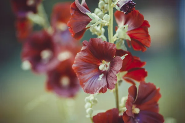 Червоний Запашний Квітковий Дзвін Газоні Зеленому Саду Влітку — стокове фото