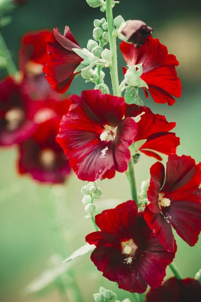 Flor Roja Fragante Campana Césped Jardín Verde Verano — Foto de Stock