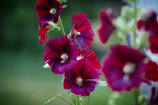 Червоний Запашний Квітковий Дзвін Газоні Зеленому Саду Влітку — стокове фото