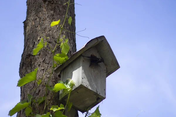 Birdhouse Legno Con Pulcini Pino Nella Foresta Estate Russia — Foto Stock