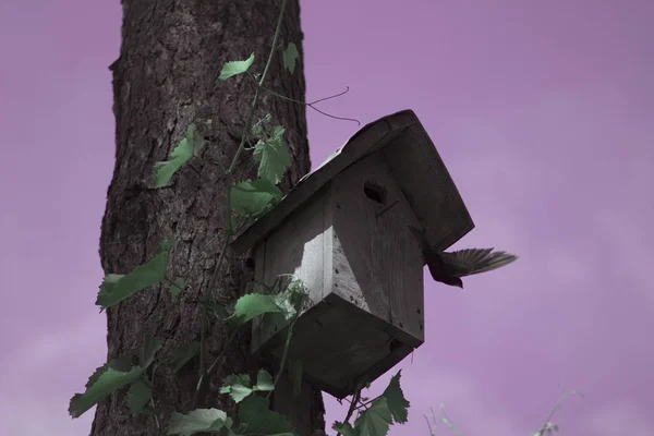 Trä Birdhouse Med Kycklingar Tall Skogen Sommaren Ryssland — Stockfoto