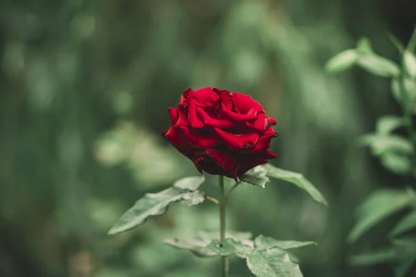 Fleur Rose Rouge Parfumée Sur Pelouse Dans Jardin Vert Été — Photo