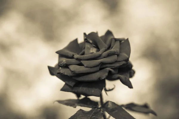 Fleur Rose Rouge Parfumée Sur Pelouse Dans Jardin Vert Été — Photo