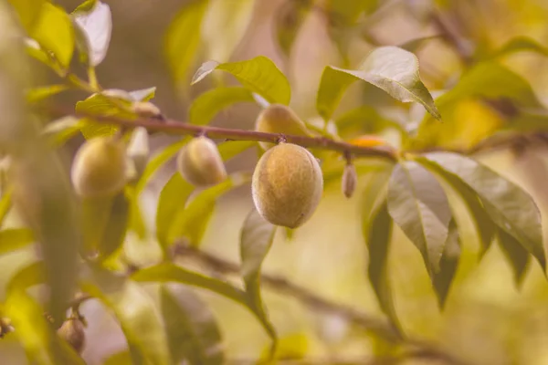 Baies Abricot Juteuses Mûres Parfumées Vertes Dans Jardin Vert Été — Photo