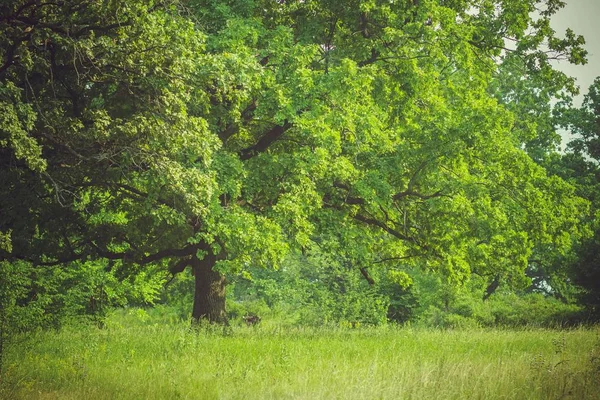 Green huge mighty oak in the open field in the summer in Russia