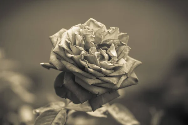 Fleur Rose Rouge Parfumée Sur Pelouse Dans Jardin Vert Été — Photo