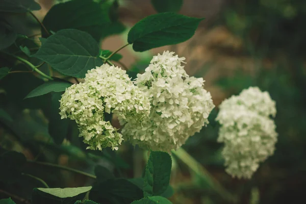 Weiße Duftende Dahlie Auf Dem Rasen Einem Grünen Garten Sommer — Stockfoto