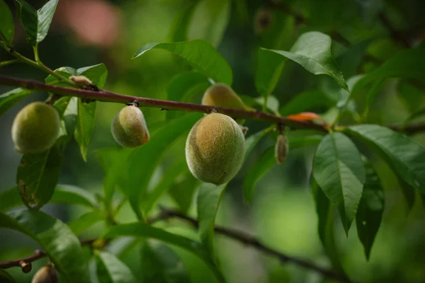 Baies Abricot Juteuses Mûres Parfumées Vertes Dans Jardin Vert Été — Photo