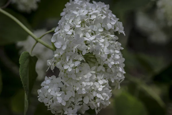 Weiße Duftende Dahlie Auf Dem Rasen Einem Grünen Garten Sommer — Stockfoto