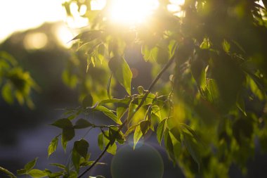 Gün batımına karşı nehir Kıyısında yeşil yaprakları ile ağaç dalı