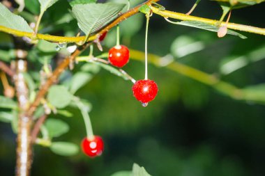 Yaz aylarında yeşil bir bahçede kırmızı kokulu olgun sulu kiraz meyveleri