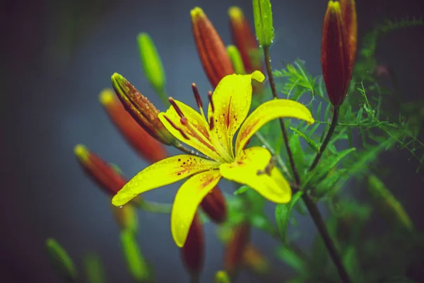 Lírios Perfumados Amarelos Bonitos Canteiro Flores Jardim Verão — Fotografia de Stock