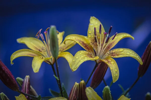 Yaz Bahçesinde Çiçek Yatağında Güzel Sarı Kokulu Zambaklar — Stok fotoğraf