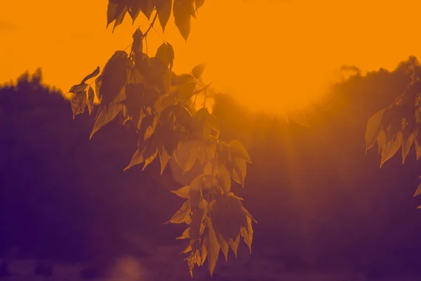 Tree branch with green leaves on the river Bank against the sunset