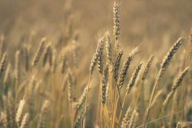 Rusya 'da yaz alanında olgun buğday sarı kulakları