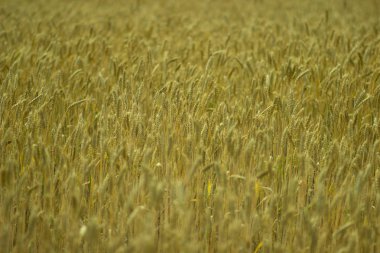 Rusya 'da yaz alanında olgun buğday sarı kulakları
