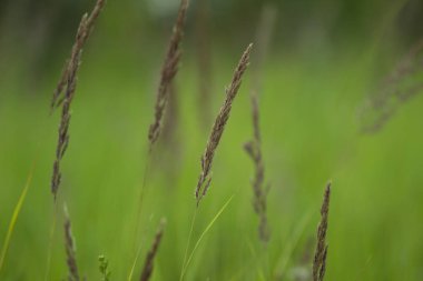 Rusya 'da yaz alanında olgun buğday sarı kulakları