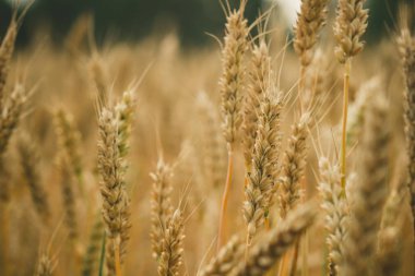 Rusya 'da yaz alanında olgun buğday sarı kulakları
