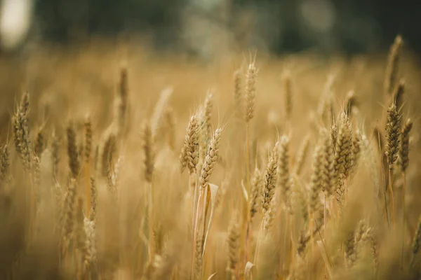 Die Gelben Ähren Des Reifen Weizens Auf Dem Sommerfeld Russland — Stockfoto