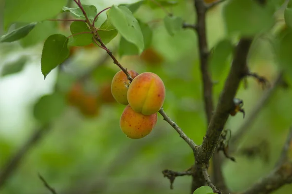 Fruit Abricot Mûr Jaune Sur Une Branche Arbre Dans Verger — Photo