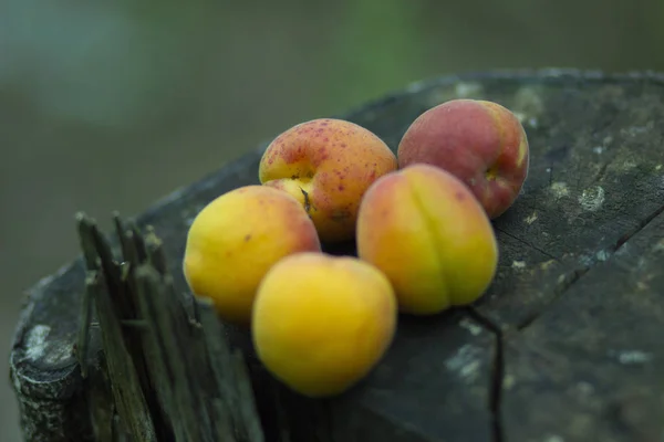 Buah Aprikot Kuning Matang Cabang Pohon Kebun Musim Panas — Stok Foto