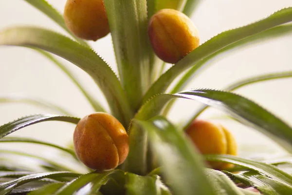 Fruit Abricot Mûr Jaune Sur Une Branche Arbre Dans Verger — Photo