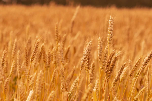 Die Gelben Ähren Des Reifen Weizens Auf Dem Sommerfeld Russland — Stockfoto