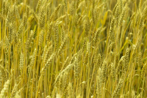 Die Gelben Ähren Des Reifen Weizens Auf Dem Sommerfeld Russland — Stockfoto