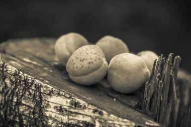 Yaz bahçesinde bir ağaç şube üzerinde sarı olgun kayısı meyve