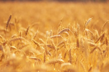 Rusya 'da yaz alanında olgun buğday sarı kulakları