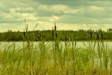 Yaz aylarında orman gölüüzerinde suda genç yeşil sazlık