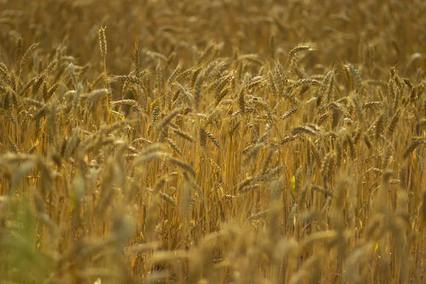 Die Gelben Ähren Des Reifen Weizens Auf Dem Sommerfeld Russland — Stockfoto