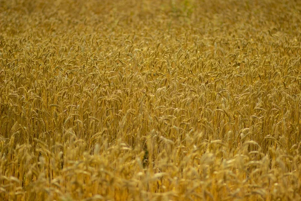 Die Gelben Ähren Des Reifen Weizens Auf Dem Sommerfeld Russland — Stockfoto