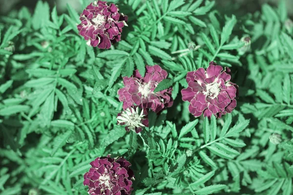 Vackra Blommor Gul Röd Sammet Blomster Bädden Sommarträdgården — Stockfoto