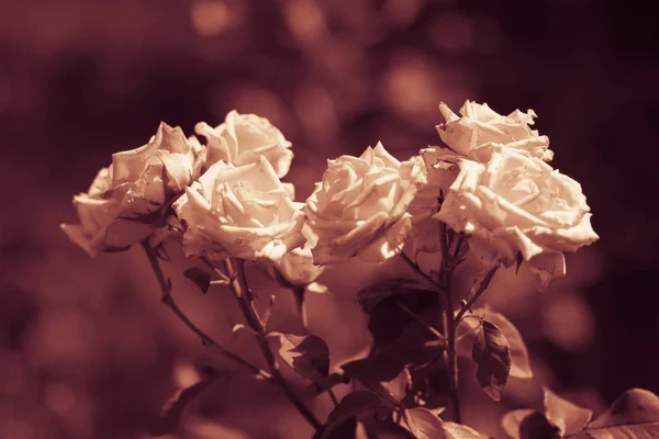 Belles Fleurs Roses Thé Jaune Dans Lit Fleurs Dans Jardin — Photo