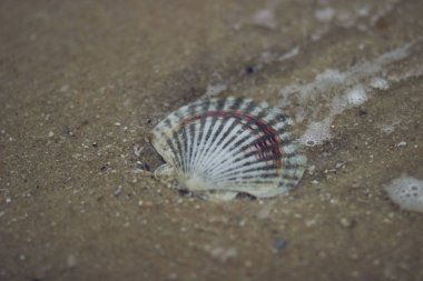 Asya'da Pasifik kıyısında kum üzerinde renkli kabukları