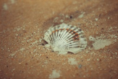 Asya'da Pasifik kıyısında kum üzerinde renkli kabukları