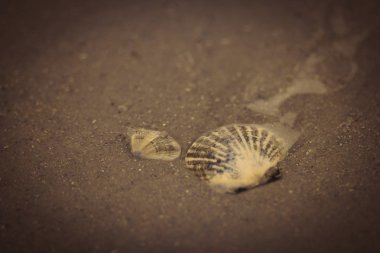 Asya'da Pasifik kıyısında kum üzerinde renkli kabukları