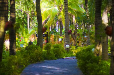 Pasifik okyanusunun sıcak denizintropikal kıyısında evergreen yemyeşil palmiye ağaçları