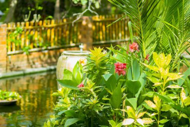 Milli Park'ta gölet güzel pembe Lily çiçek