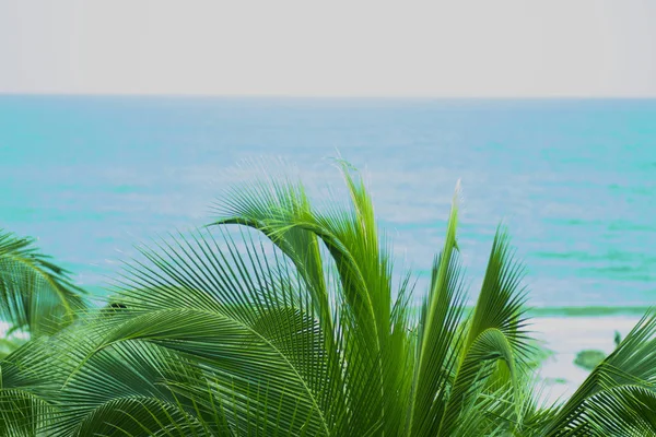 Groenblijvende Weelderige Palmbomen Aan Tropische Oever Van Warme Zee Van — Stockfoto