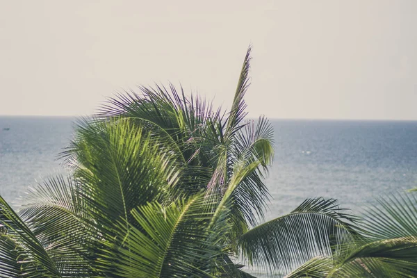 Palmiers Luxuriants Feuilles Persistantes Sur Rive Tropicale Mer Chaude Océan — Photo